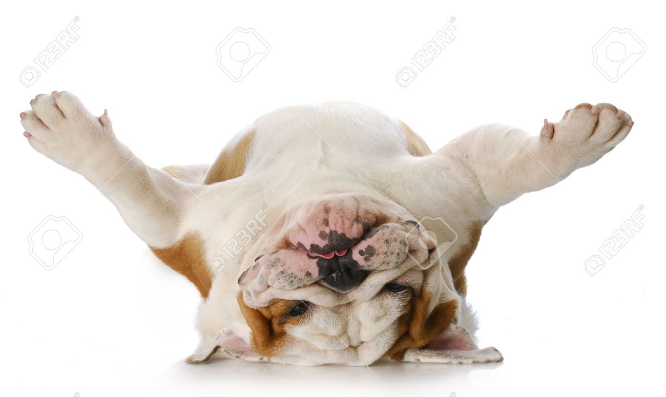 7558522-english-bulldog-laying-upside-down-on-his-back-with-reflection-on-white-background-Stock-Photo.jpg