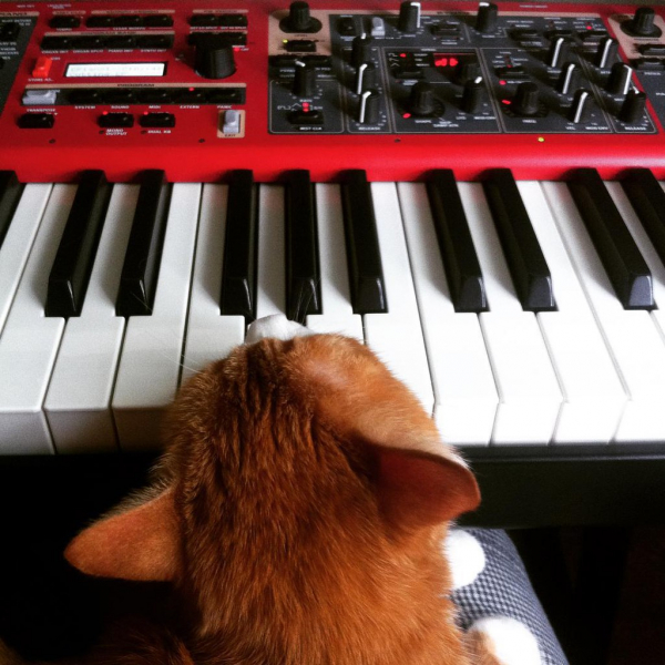 Cat and synth
